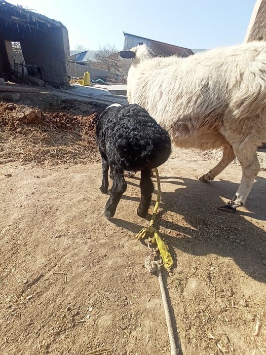 Ona bala qóy sotiladi