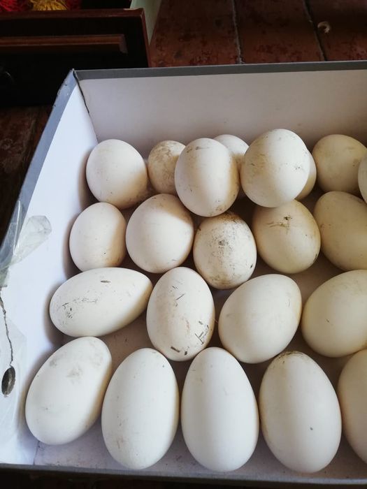 Гусиные яйца продам