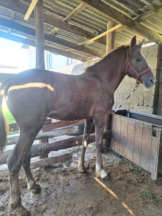 Ургашы бордакы тай