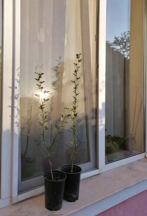 Lămâi de grădină aclimatizat