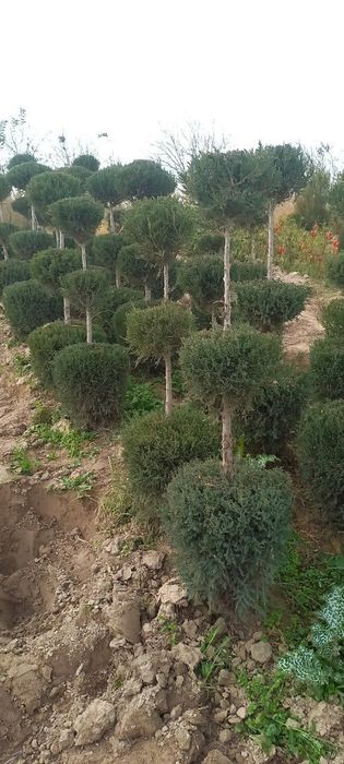 Дарахтларга шакал  Арча кесиб бериш хизматии