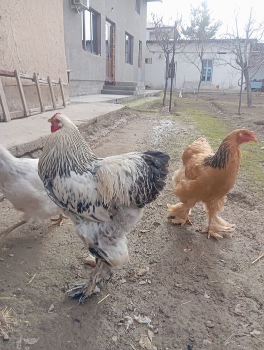 Продаются кури и петухи Брама  домашние.