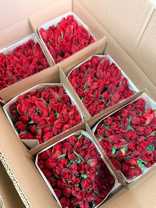 Тюльпаны тепличные