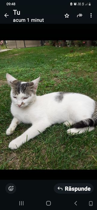 Adoptie donatie pisoi