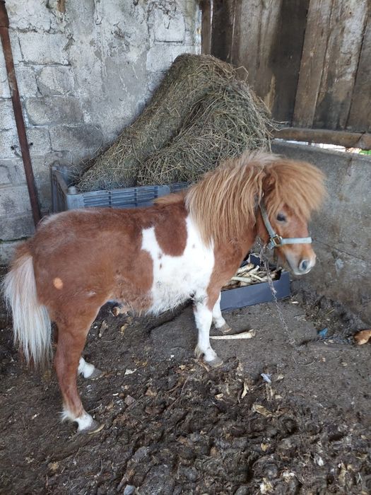 Vand ponei armasar in varsta de 1 an