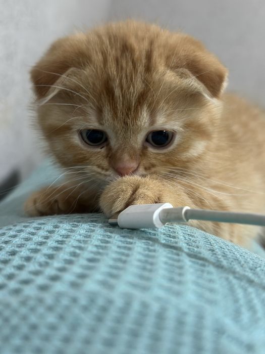 Скотиш фолд  (мальчик) 1 месяц