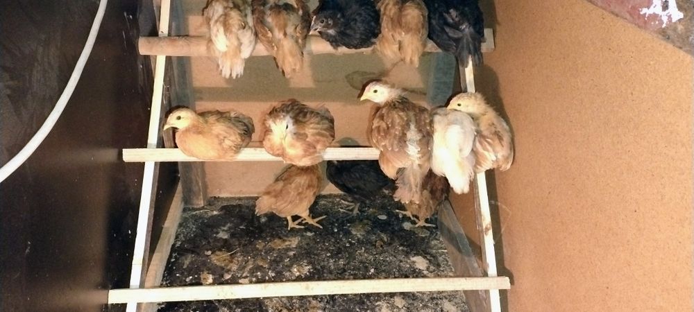 Vând oua de găină