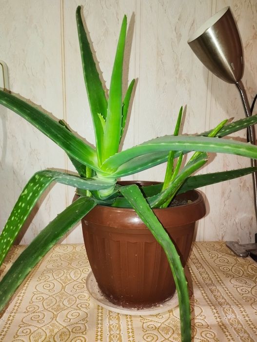Продам алоэ вера