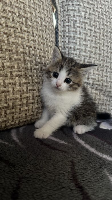 Отдам котят в добрые руки