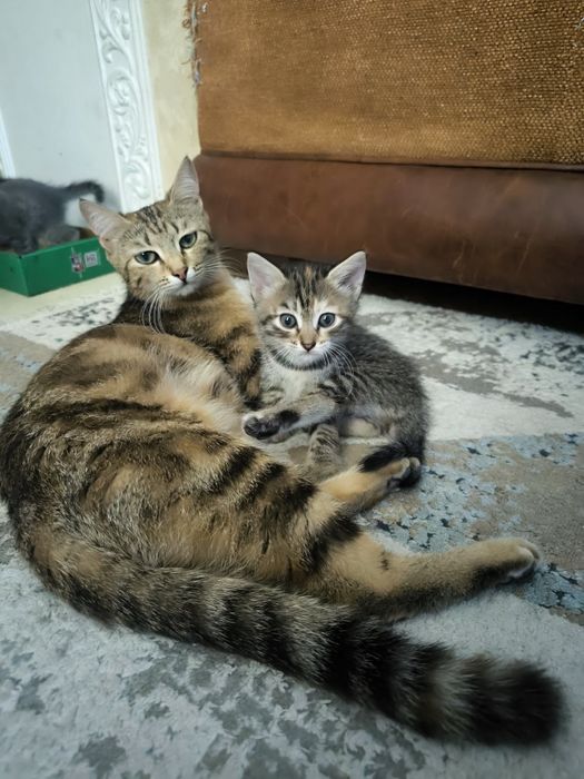 Котята в добрые руки!!