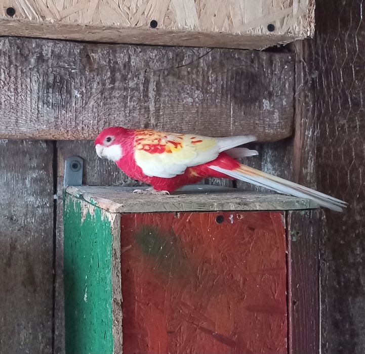 Papagali Perusi si Rossela