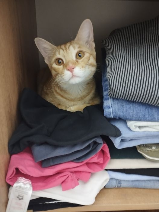 Отдам кота в хорошие руки