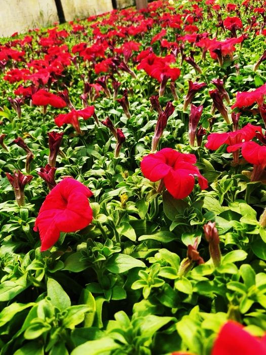 Петуния. Рассада цветов