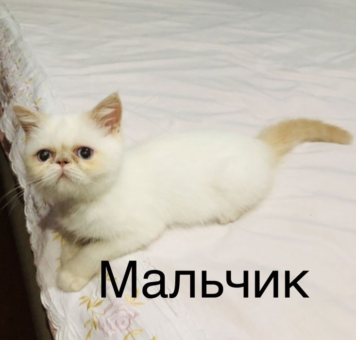 Sankt-Peterburgda pul olish uchun olib ketish