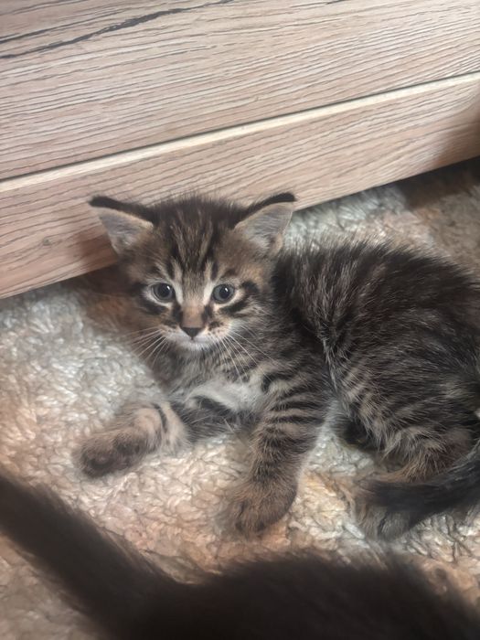 котята ищут себе дом