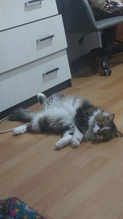 Потерялся кот  в районе Орбита