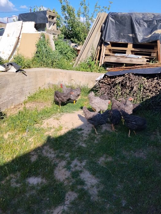Amroks va pilamutra sotiladi