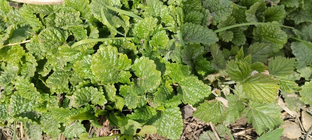 Продам кустики мелиссы