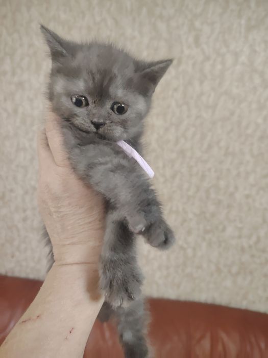 Замечательные котятки