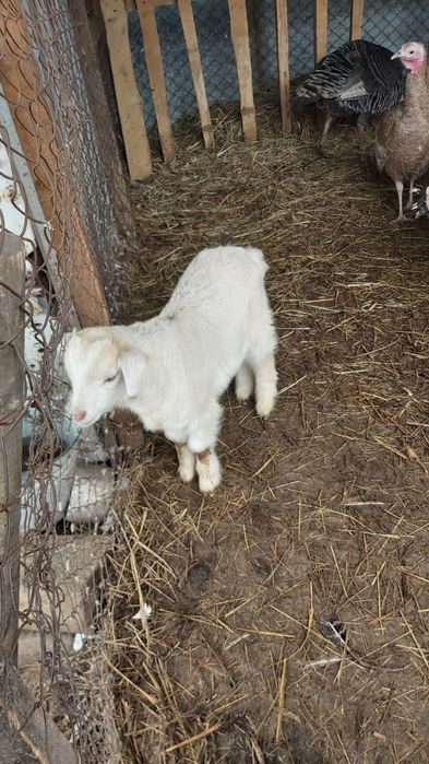 Продам домашних козлят