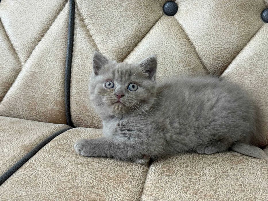 котенок скотиш страйт девочкак