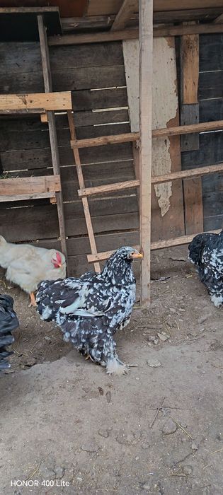 Ouă de cochinchina uriaș