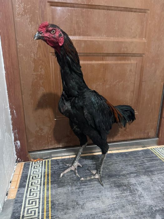 Продам апрельского жужика