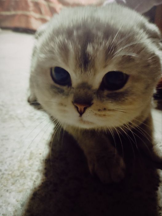 Кот для вязки очень хороший