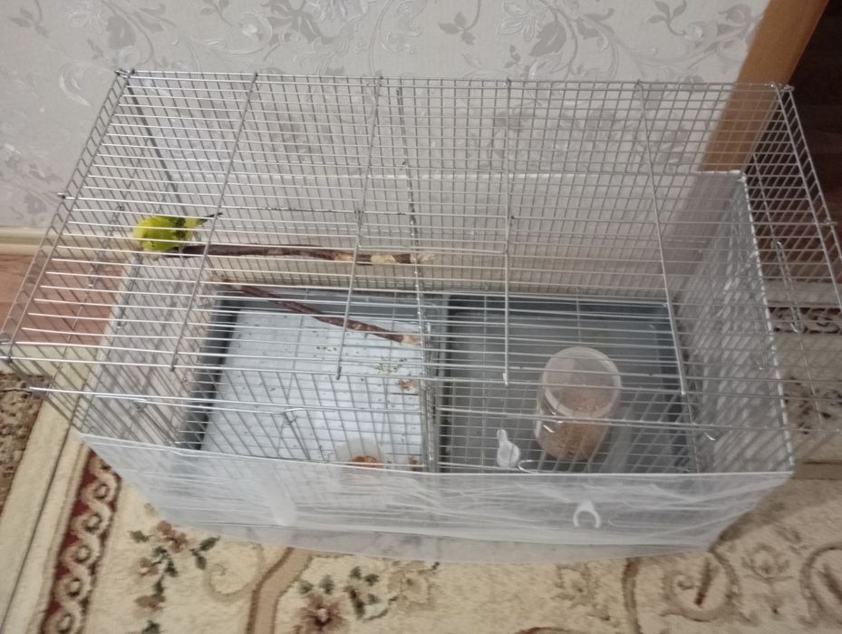 Попугай с клеткой