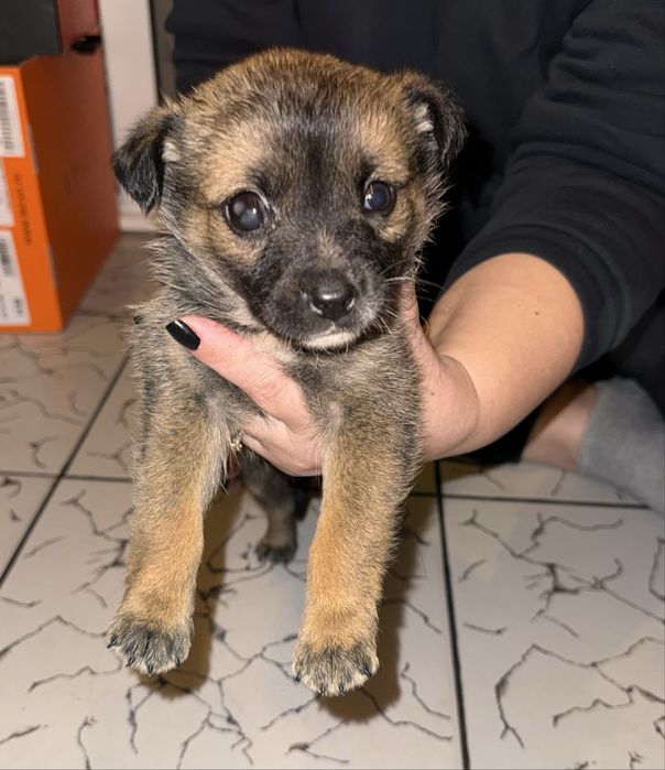 Donez 5 puiuți de talie mica  (2 luni)