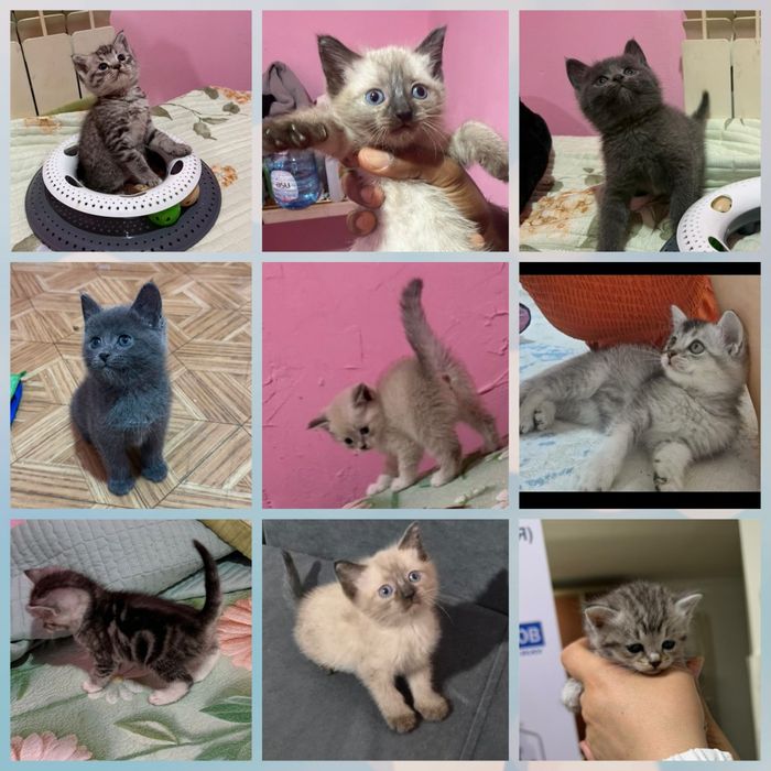 Британские девочки 1,5 мес