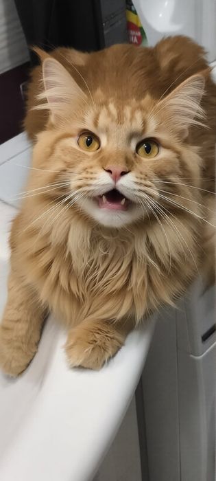 Продам кота мейкуна