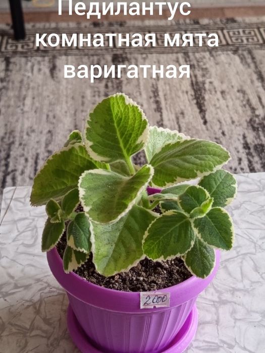 Продам плектрантус