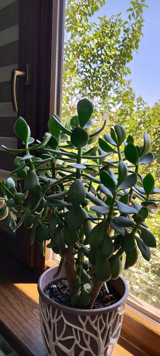 Комнатнатные цветы в горшках