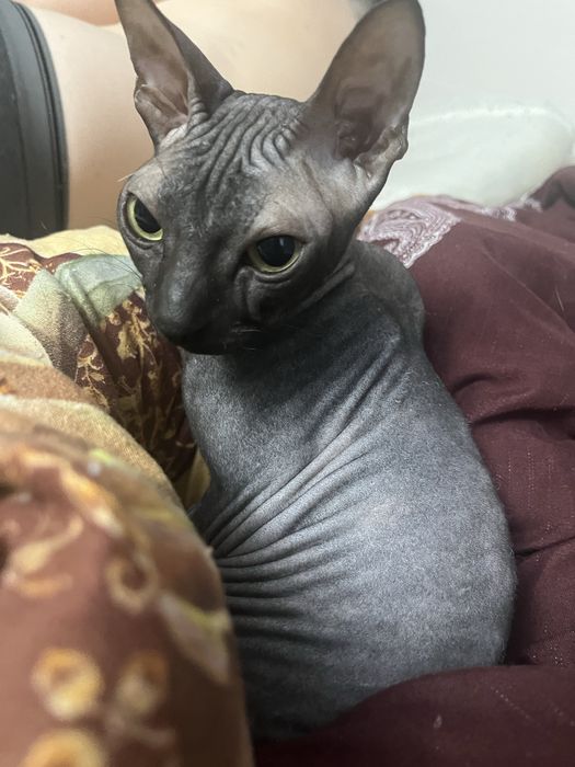 Донской сфинкс девочка 3 года