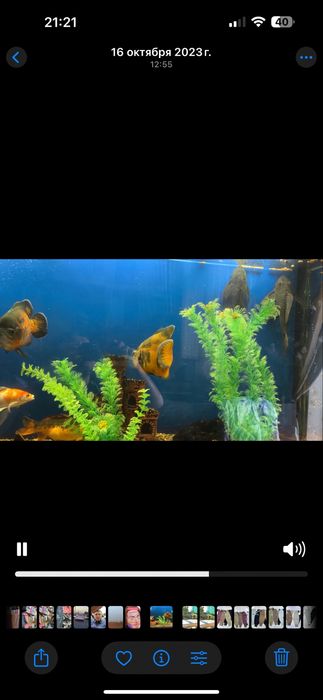 Akvarium 600litrli Baliqlari bilan sotiladi