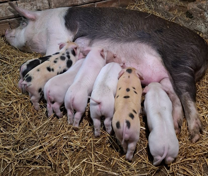 Малки Прасета свободни