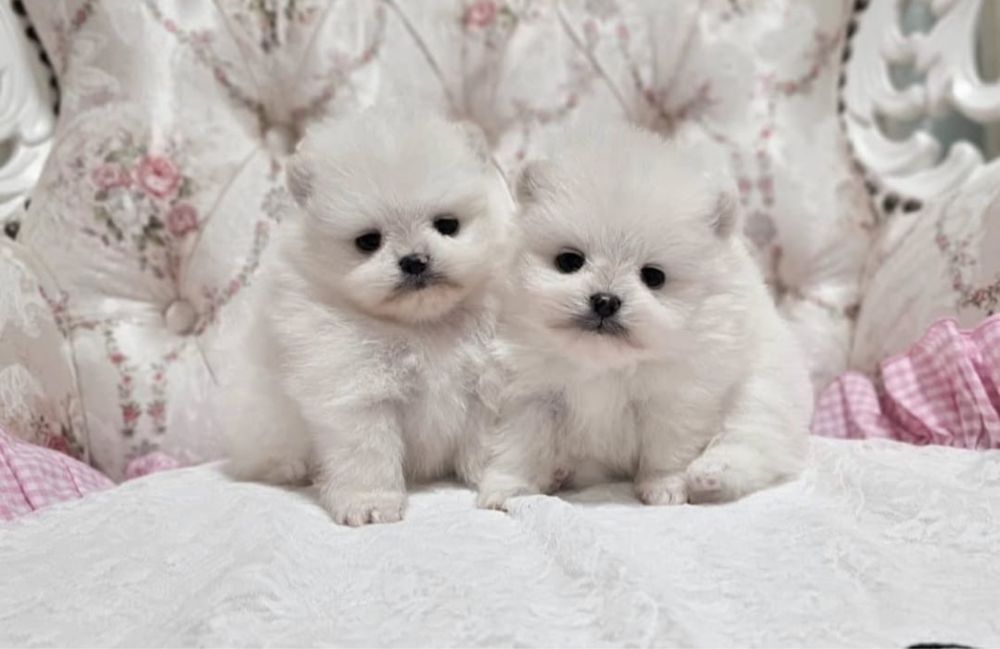 Шпицы девочки и мальчики