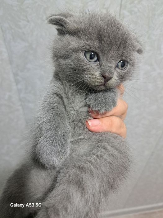 Котята веслоухии порода британская короткошёрстная версия страйт