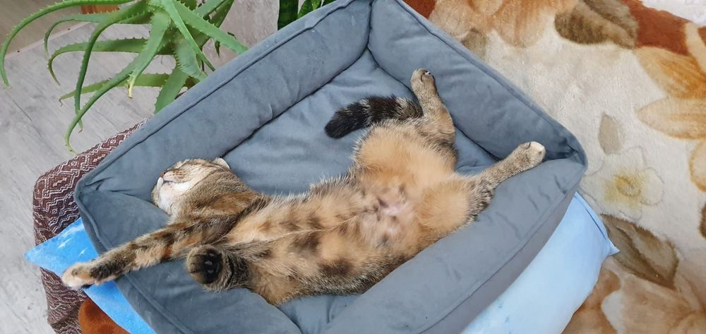 Пристраивается кошечка