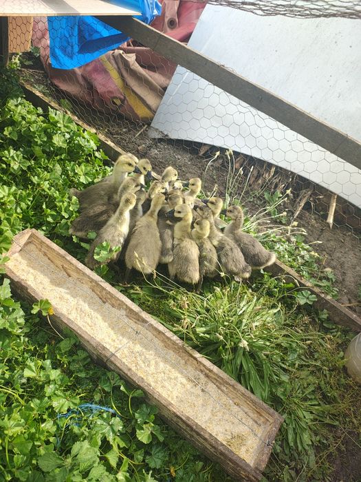 Vand boboci de gâscă