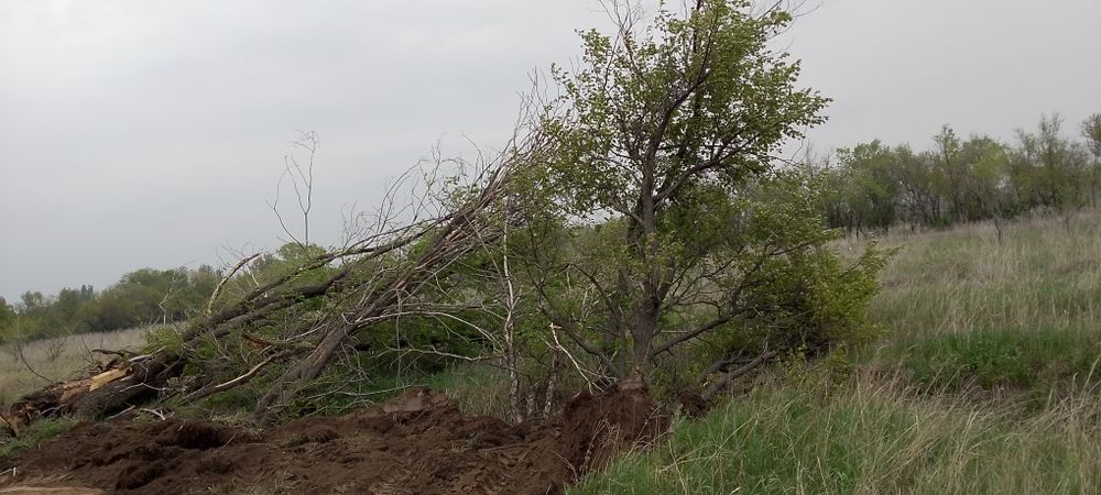 Дрова без платна агаш