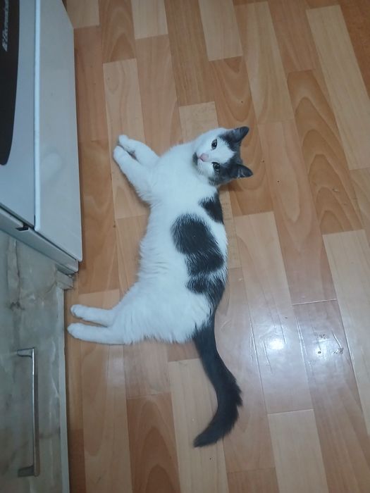 Отдам кошечку в добрые руки