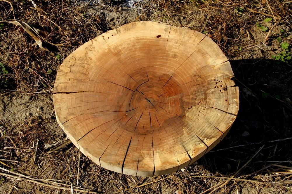 ОРЕХ шайби 50 см сухи плот масичка рустик шайба СОФИЯ