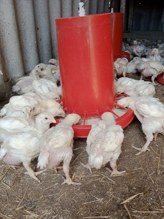 Бройлер Кобб 500