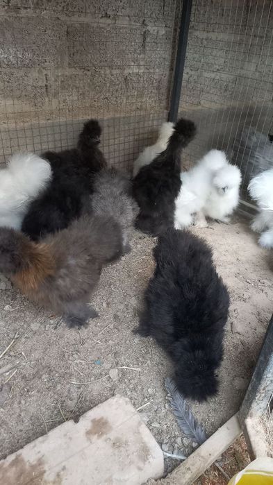 Quyon tovuq jojala sotiladi