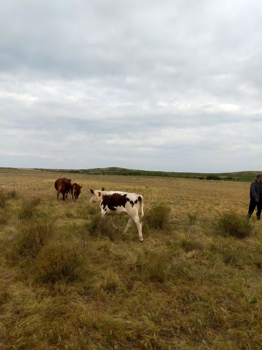 4бас полтарашка  5 бас подсос бука