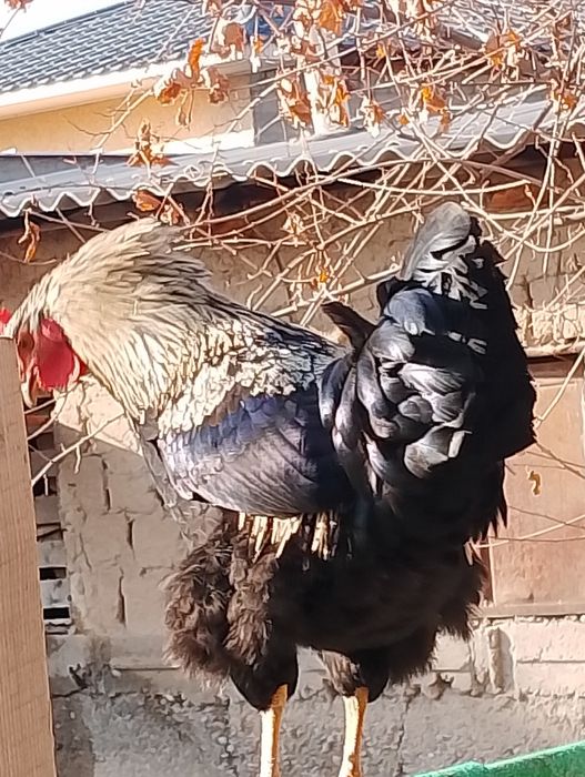 Қораздар сатылады