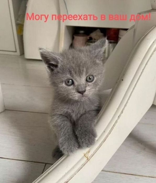 Девочки веслоухие по 25, и мальчики по 20тыс