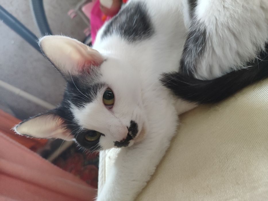 СРОЧНО отдам кошечку, в добрые руки